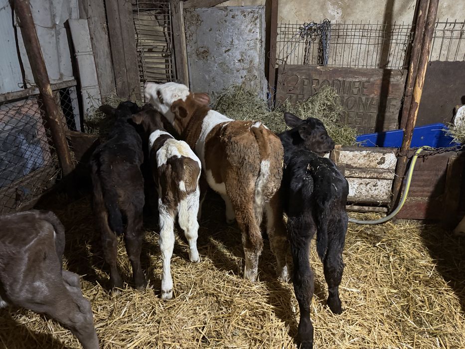 Vitei taurasi si vitele