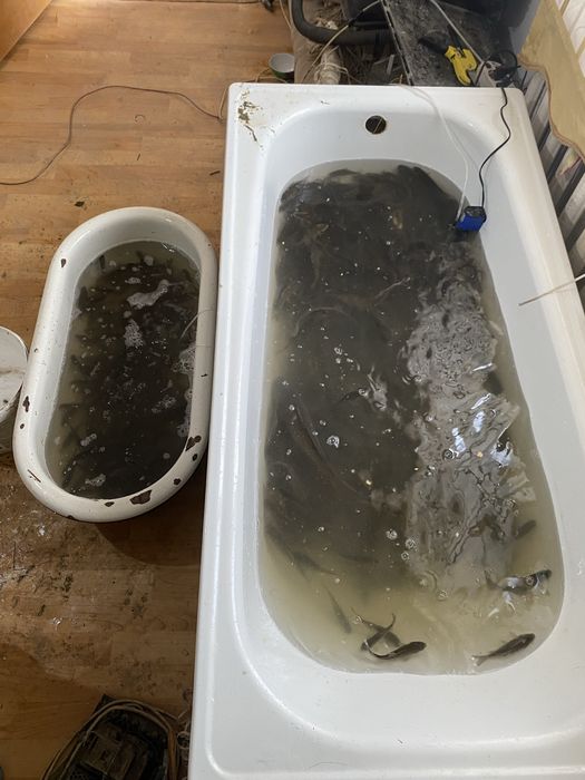 Живец балык бар колге салса болад