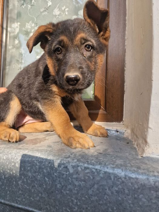 Продаются чистокровные щенки немецкой овчарки.