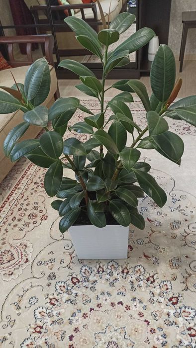 Продаю фикус Мелани