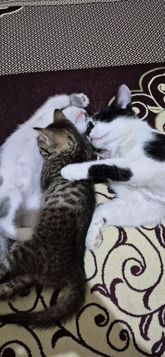 Отдам хорошие руки котят