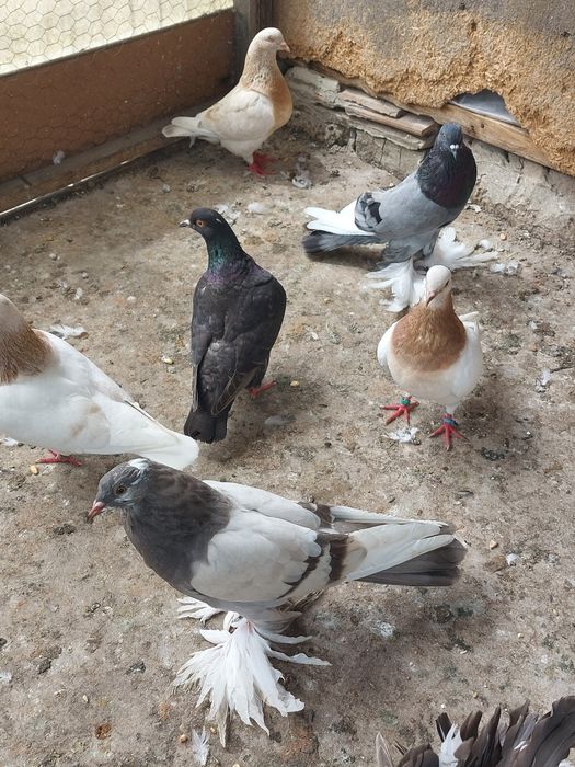 Vind porumbei tineret și maturi