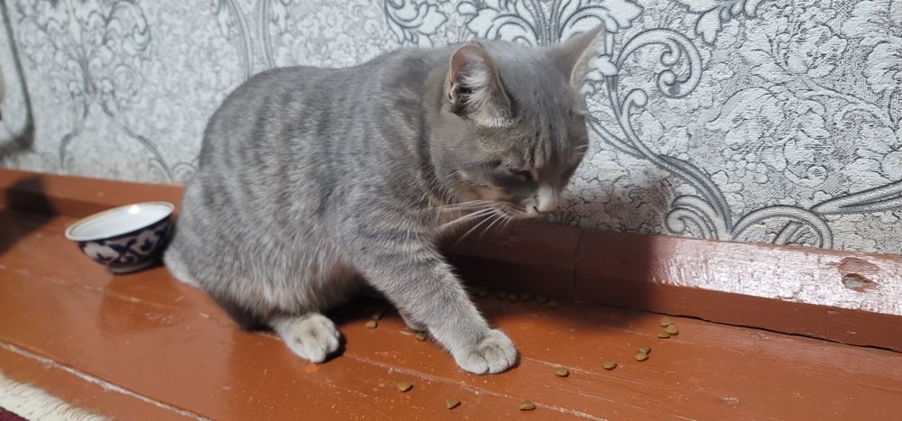 Отдадим кота в хорошие руки, кот находится в Янгиюле