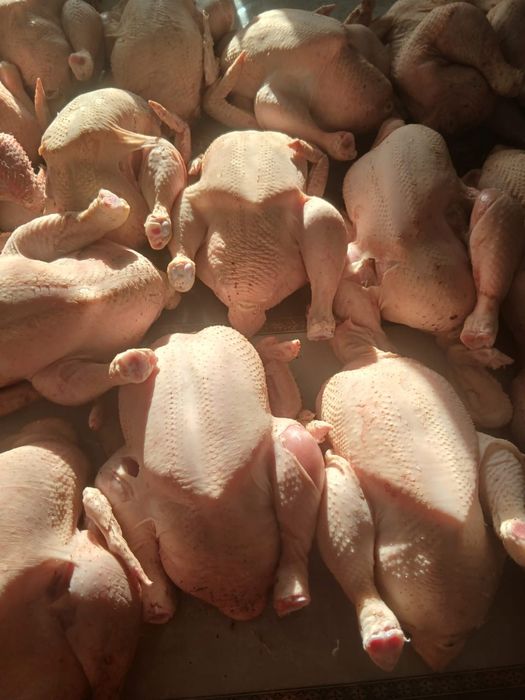 Продажа бройлеров