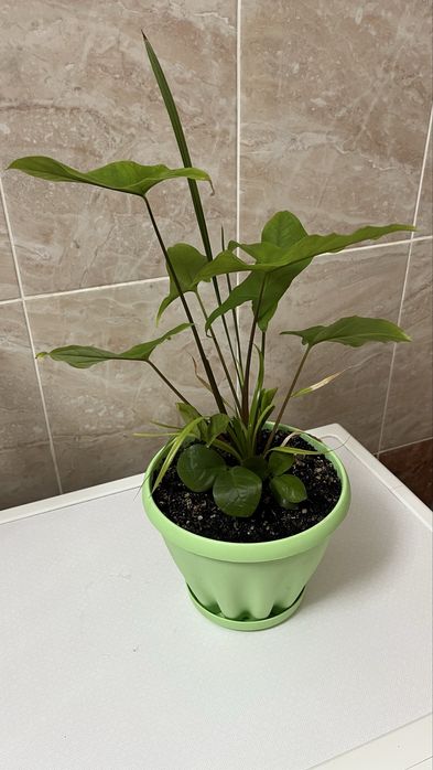 Домашные растения