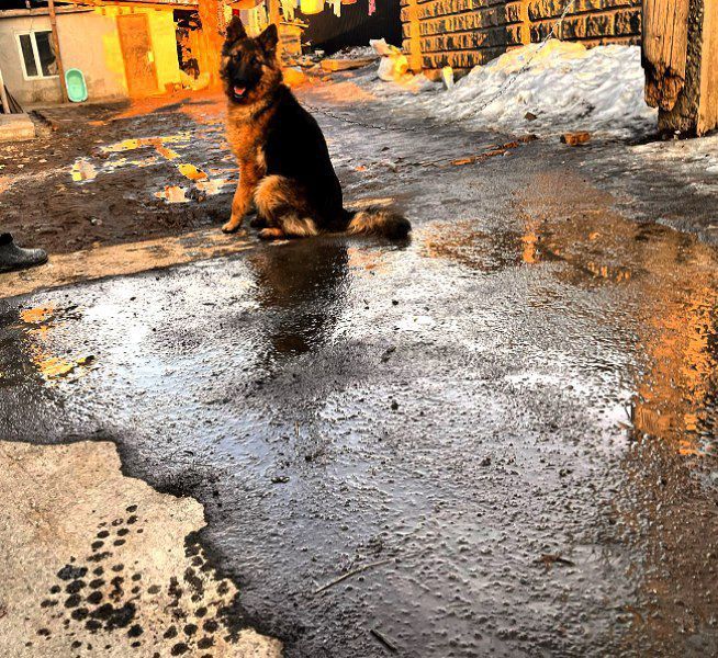 Неметски Овчарка   10айлык кушык