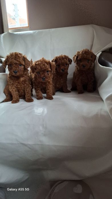 Родословни той пуделчета Ред Дог