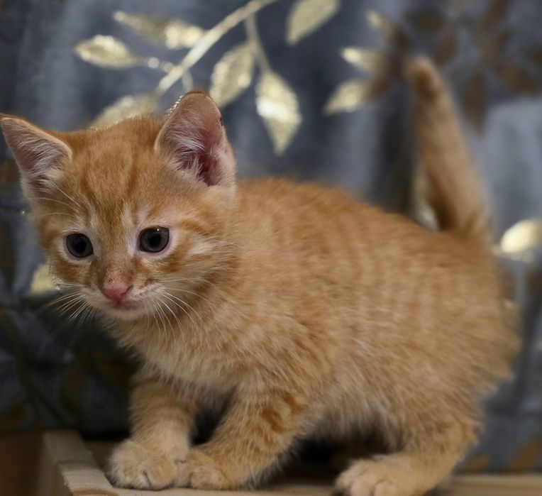 Срочно В хорошие Руки котята !