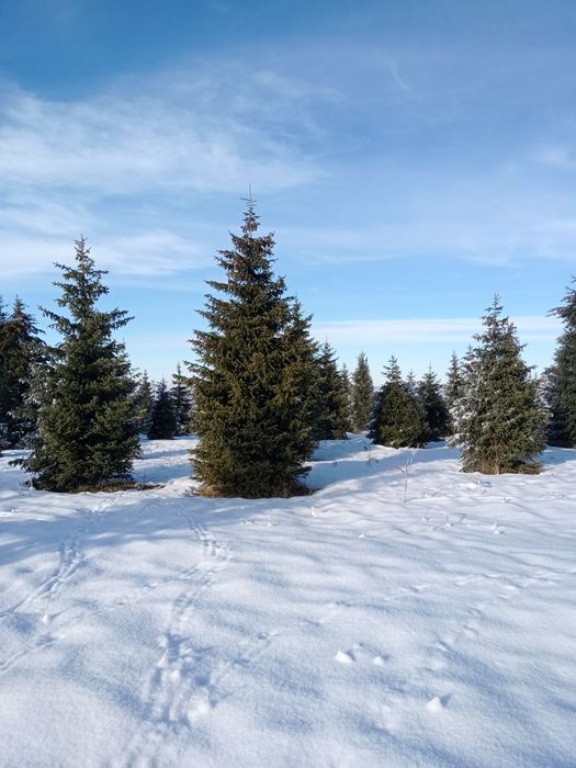 Ёлки разных размеров