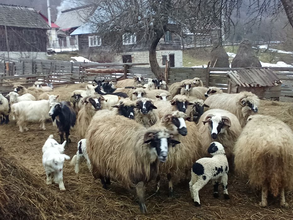 Vând oi și capre