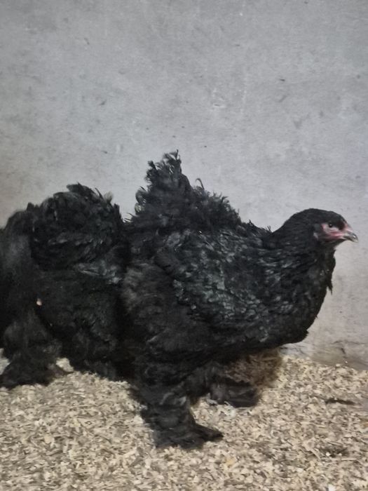 Яйца и цыплята брамы чёрный алмаз