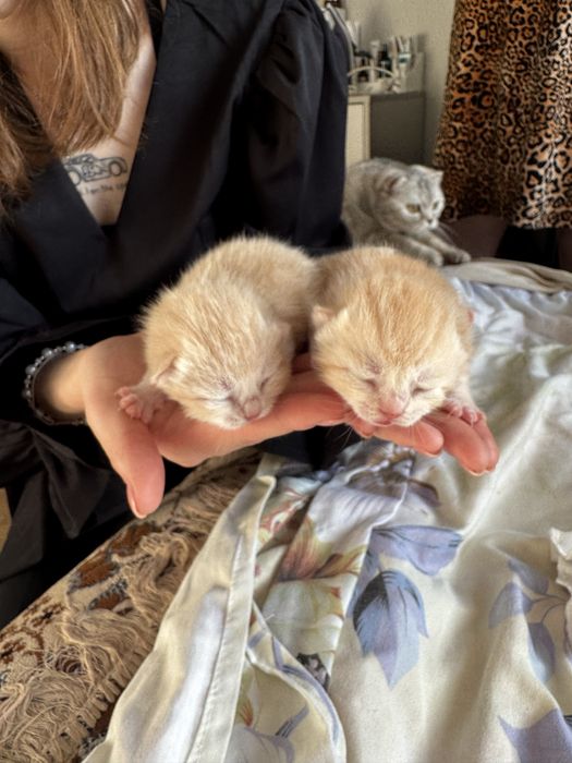 Котята продаем за 15 тысяч)