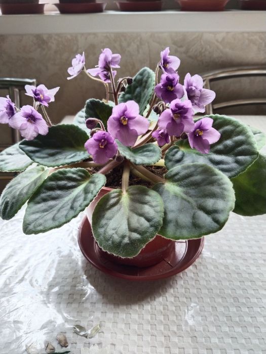 Продается фиалка