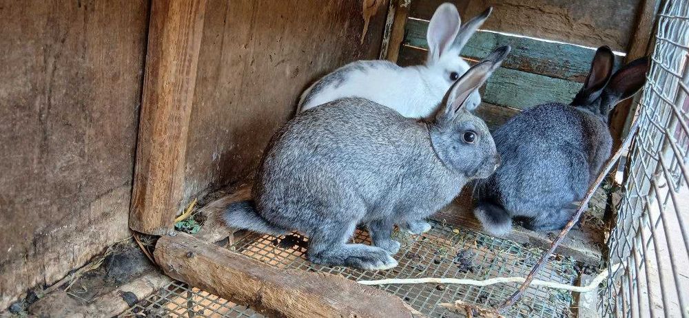 Кролики порода отец Бабочка и мать Шиншила. 1кг живое мясо 60 тысяч