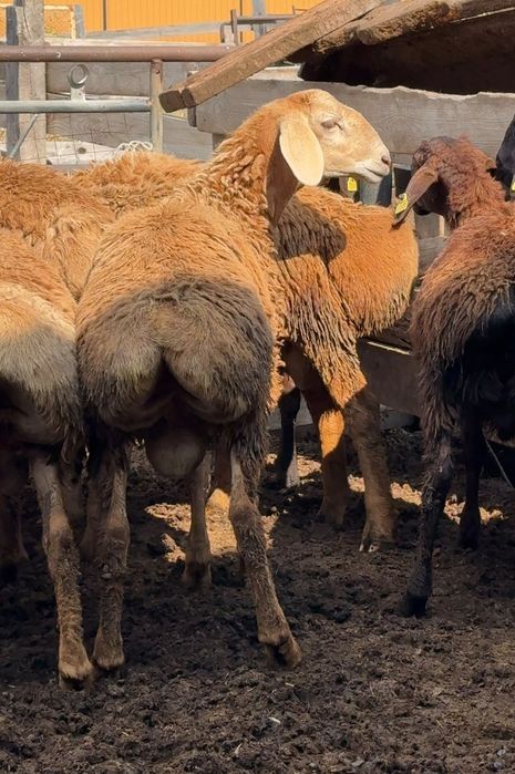 Продам на племя кошкарчиков