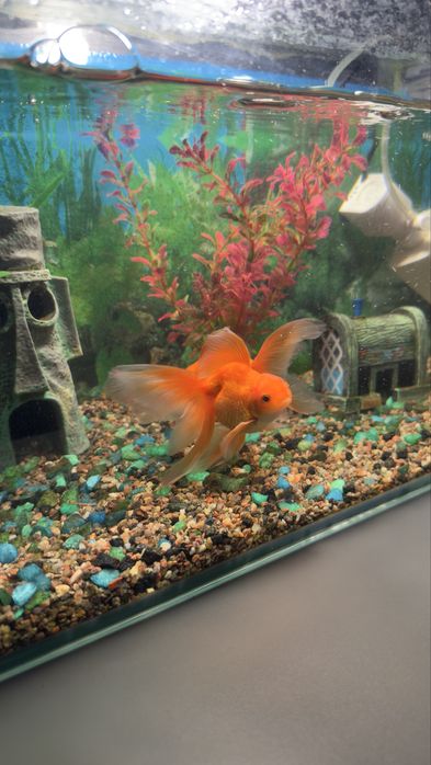 Продам готовый аквариум 40 л с рыбками!