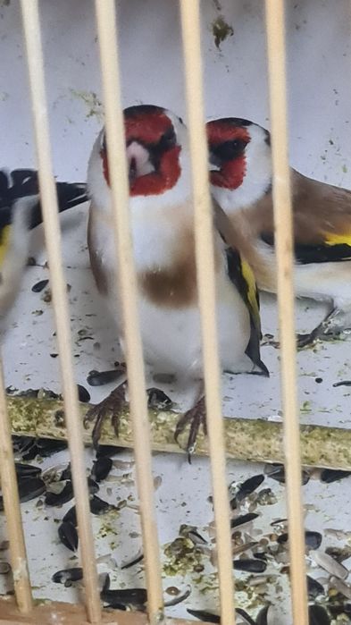 Щеглы продаюца чёрноголовые