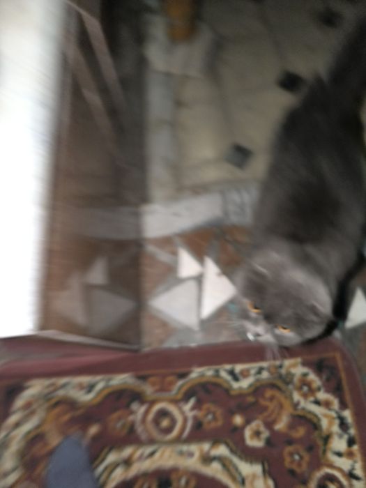 Mushuk sotiladi kul rang jundor