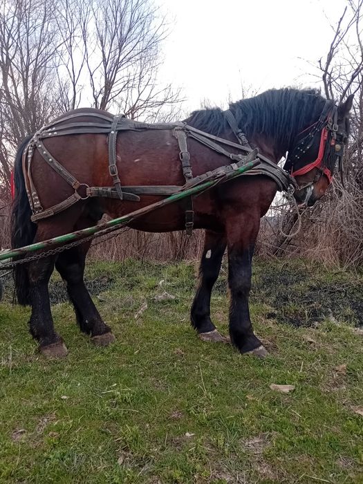 Vand cal doi ani jumate