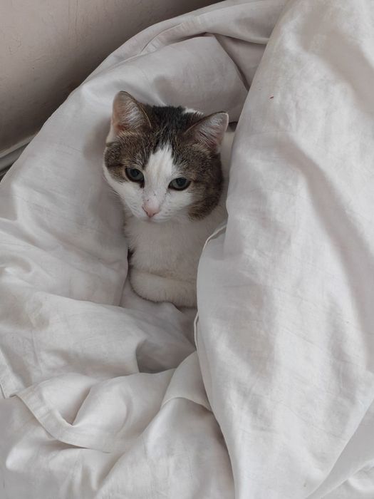 Отдам кошку в хорошие руки