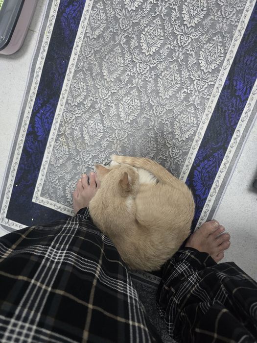 Отдадим кошечку в хорошие руки