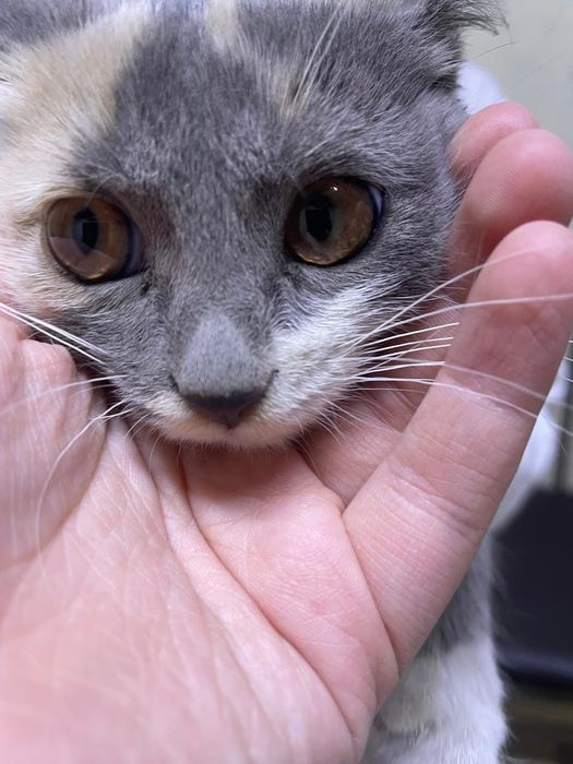 Котёнок красивый