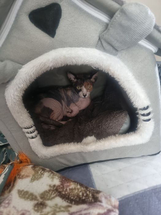 Потерялась кошка Мила