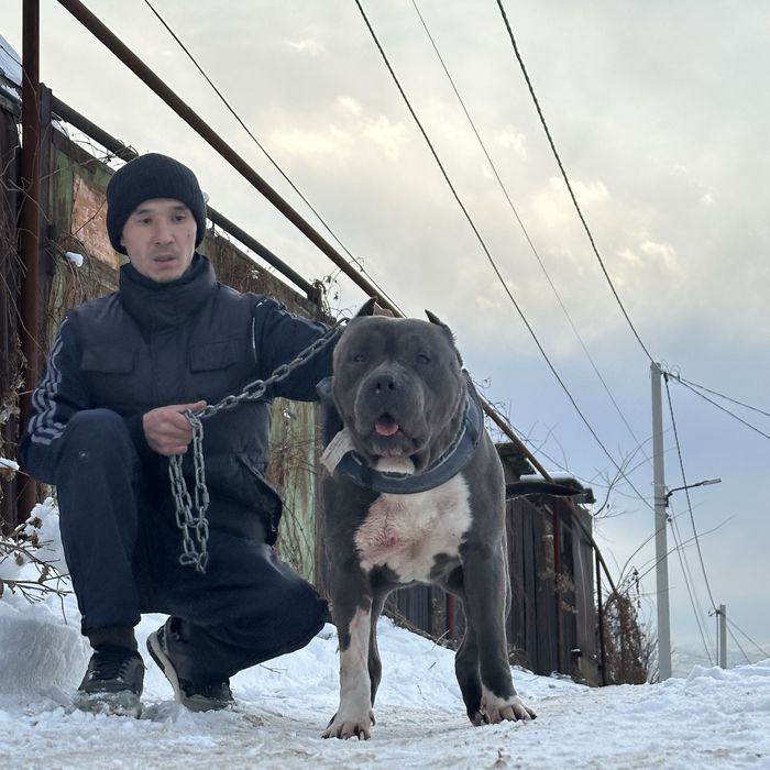 Питбуль тяж сука срочно