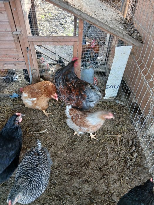 Gaini wiandote pereche /schimb