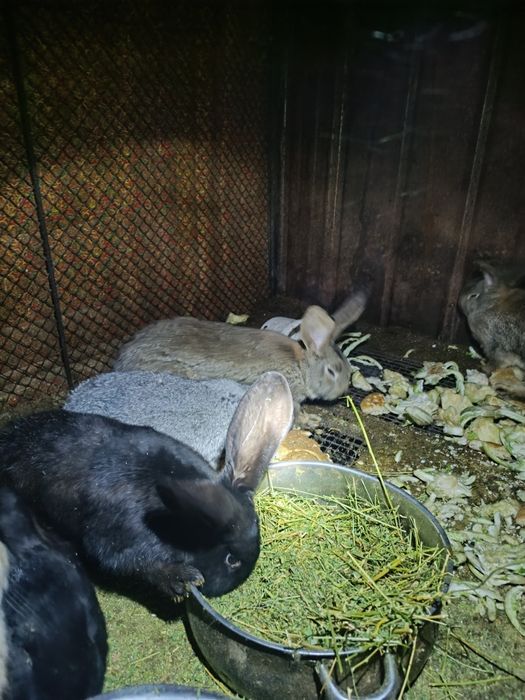 Продам фландеров