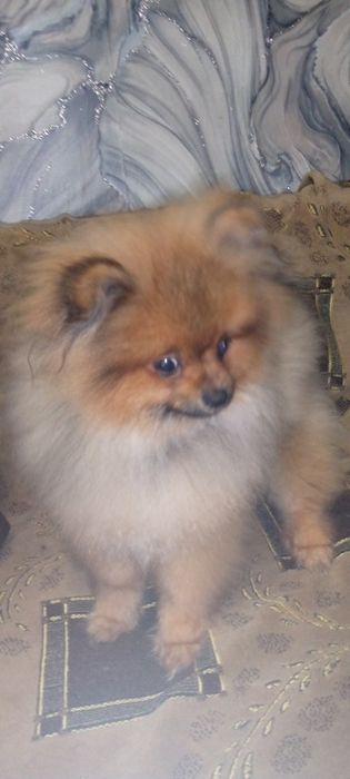 Щенки шпица от шикарных родителей