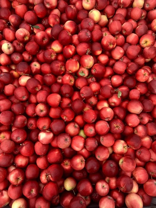 MERE ROMANESTI DE CALITATE – direct de la producător