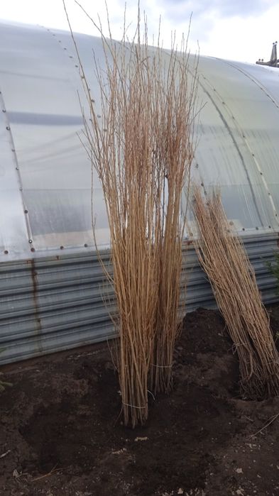 Ель, пирамидальные тополя