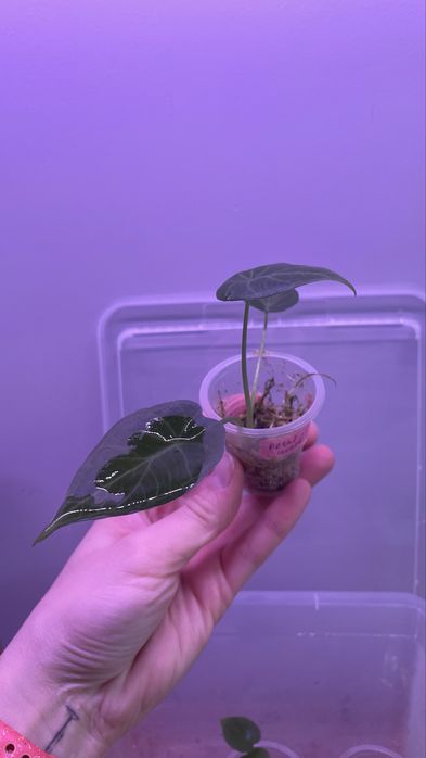 Детка алоказии регал шилд