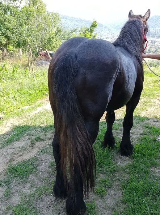 Cal castrat de vanzare