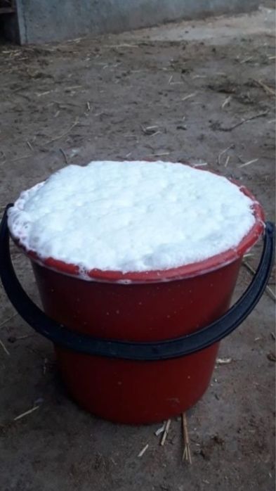 Сүтті Сиыр Сатылады