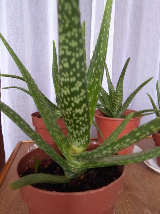 Алоэ - Вера.. Алоэ