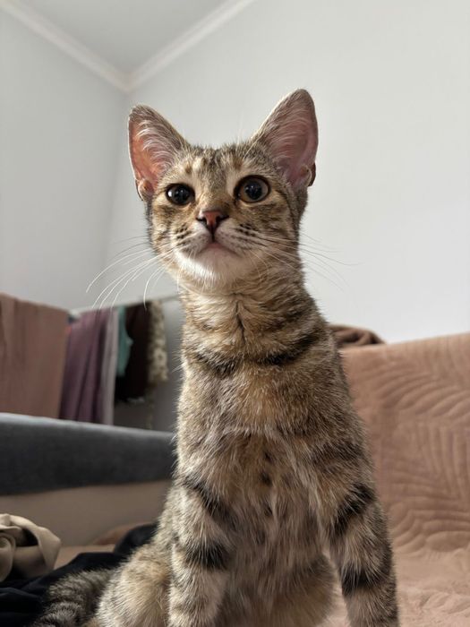 Отдам кошку бесплатно