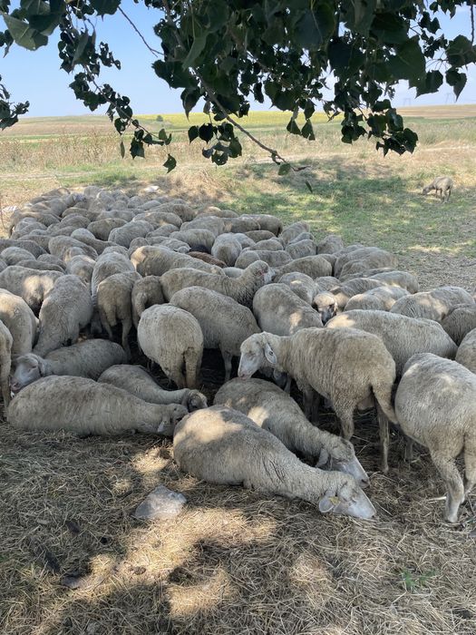 Toata turma 140 oi de vanzare