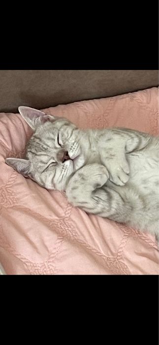 Продам шотландского котенка