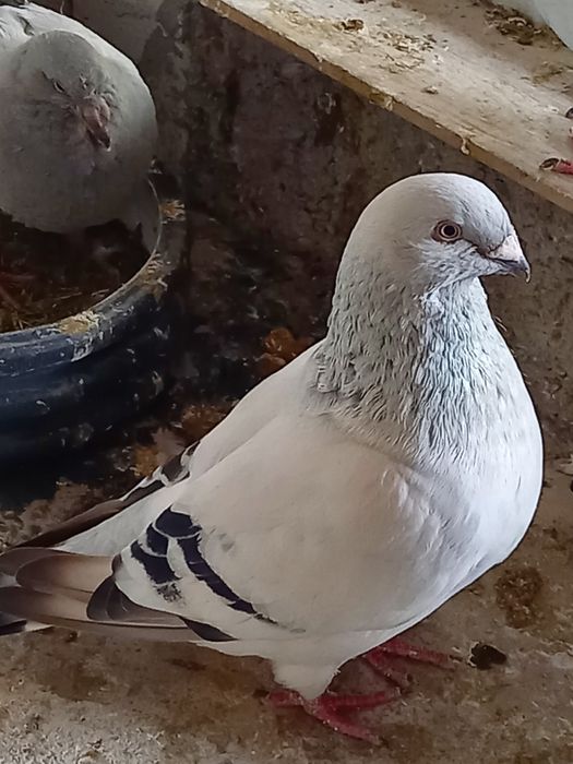 Vând porumbei standard sidefati