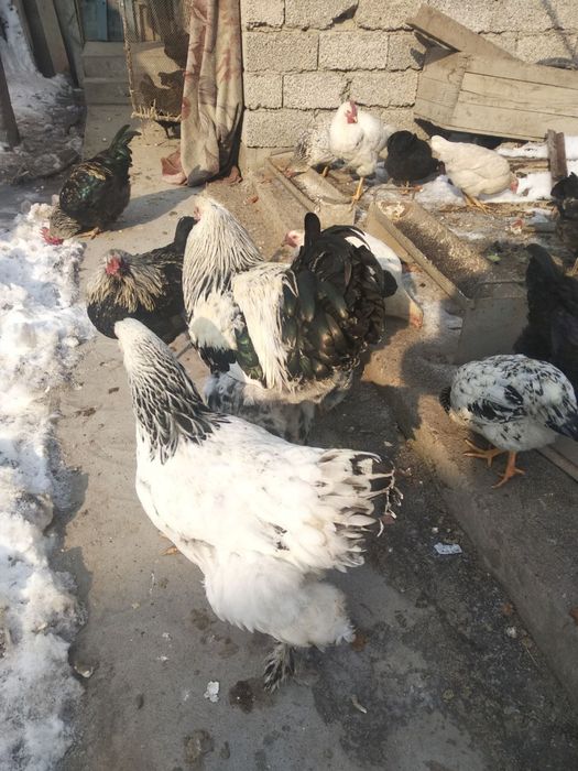 Brama tovuq xo’rozi bilan