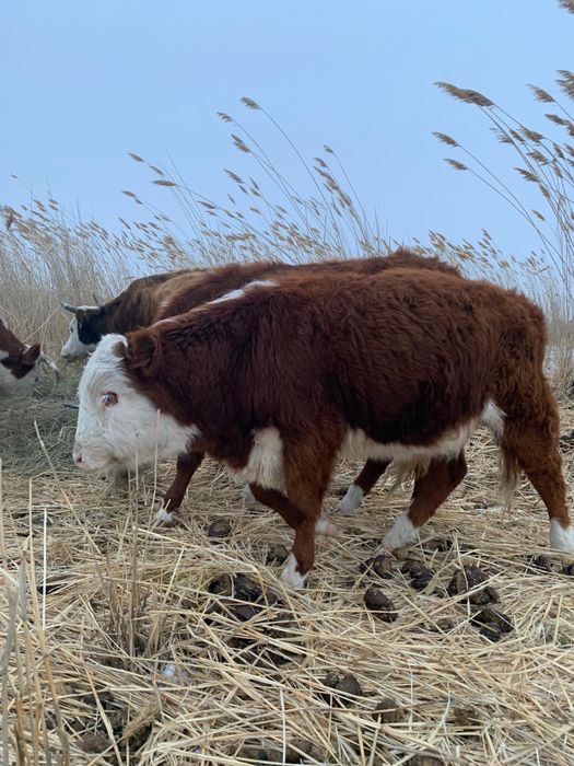 Боқалар сатылады!!!