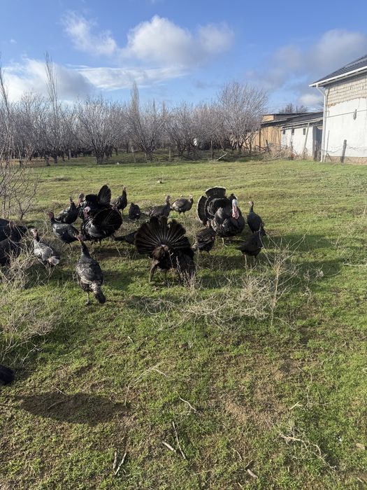 Күркелер сатылады