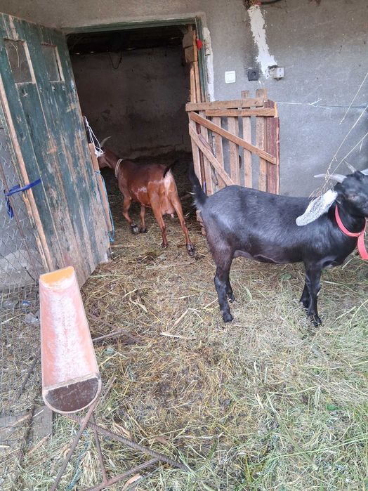 Capre Anglonubian ,una de doi ani si o iada de anul trecut plus un tap de un an.