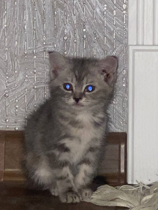 Сотилади самарканда