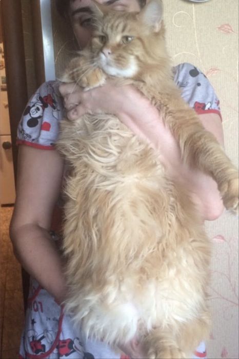Мейн кун котята классик