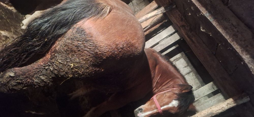 Vând Mânze La Pachet