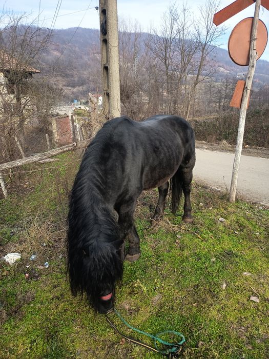 Vând armăsar 8 ani cuminte merge la căruță și călărie