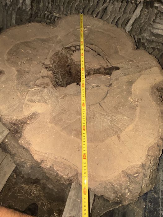 Rondele lemn nuc de peste 300 ani